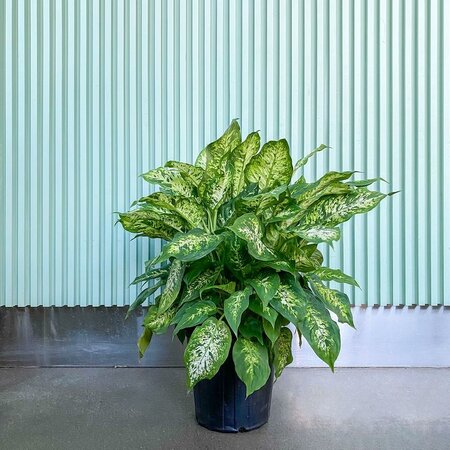 Dieffenbachia Amy