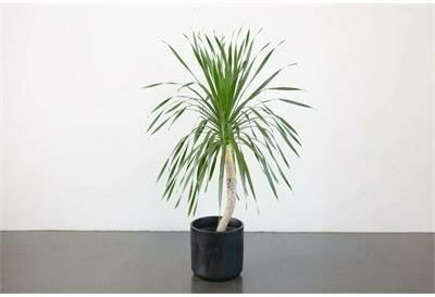Dracaena Arborea Single