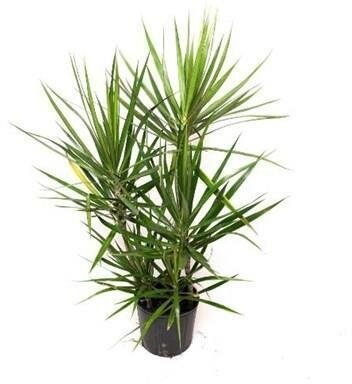 Dracaena Green Jewel Cane 3-2-1