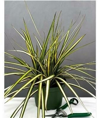 Dracaena Ray of Sunshine