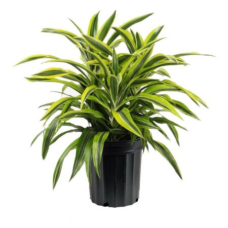 Dracaena Lemon Lime