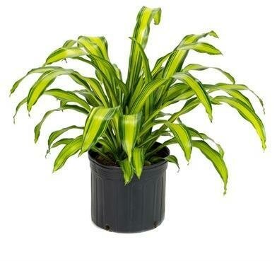 Dracaena Marley 2PPP