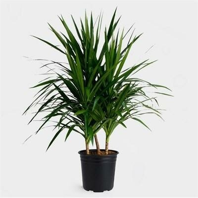 Dracaena Tarzan Bush