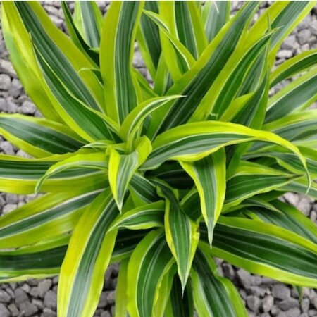 Dracaena Lemon Lime