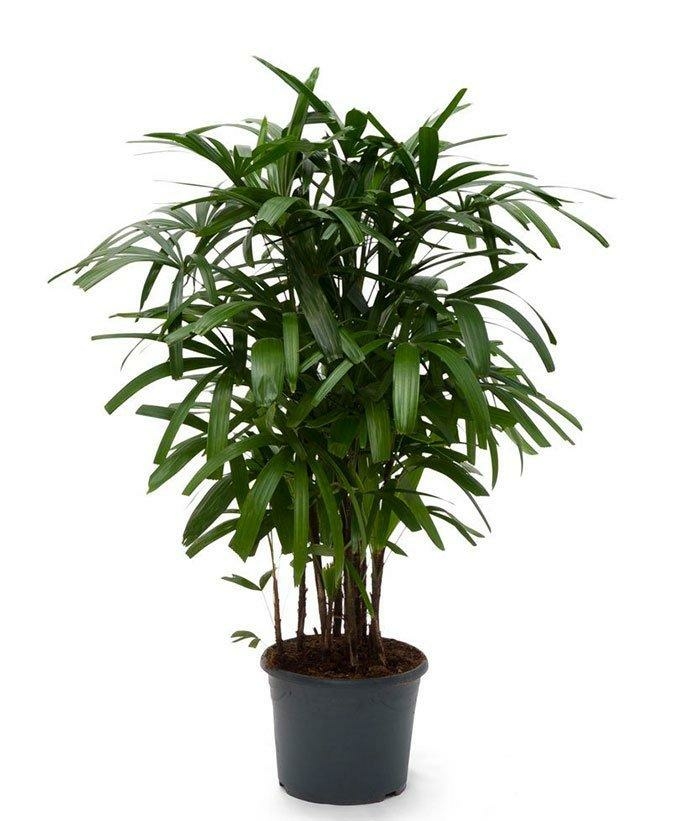 Lady Finger Palm Triple Tree Nurseryland