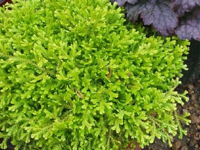 Golden Club Moss (Selaginella)