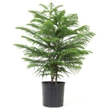 Norfolk Island Pine