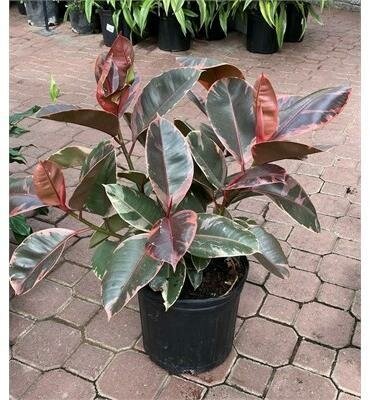 Rubber Plant Ruby