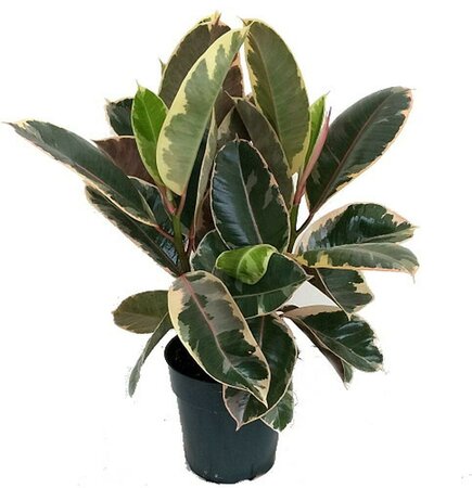 Rubber Plant Tineke