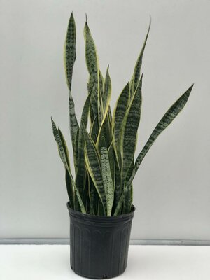 Snake Plant