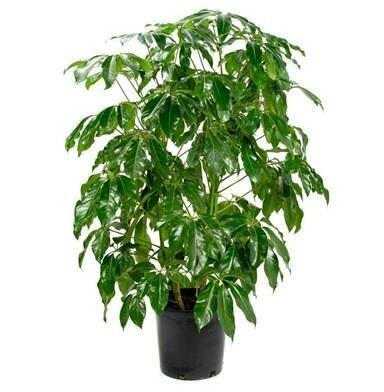 Schefflera Amante