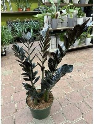 Black ZZ Plant