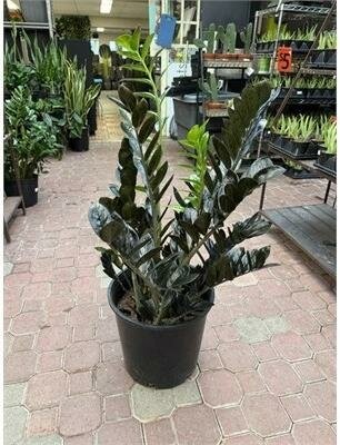 Black ZZ Plant