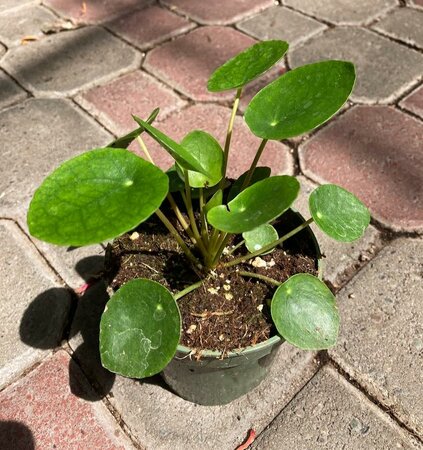 Chinese Money Plant