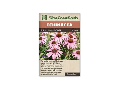 Coneflowers Purple