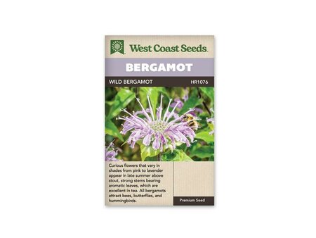 Wild Bergamot