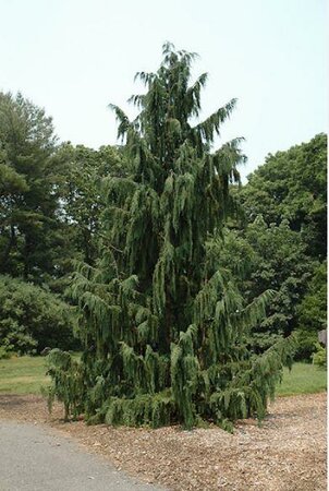 Weeping Blue Nootka Cypress - image 3