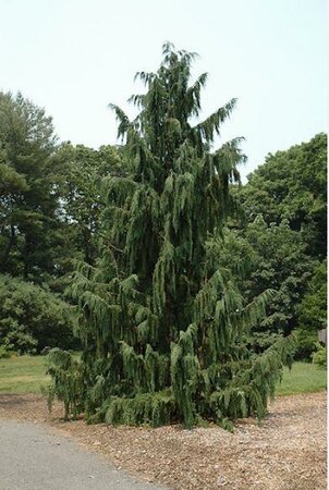 Weeping Blue Nootka Cypress - image 1