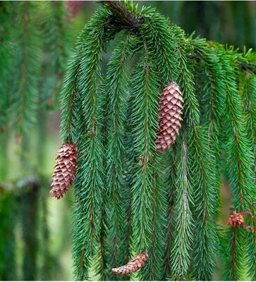 Weeping Norway Spruce 7-8' - image 3