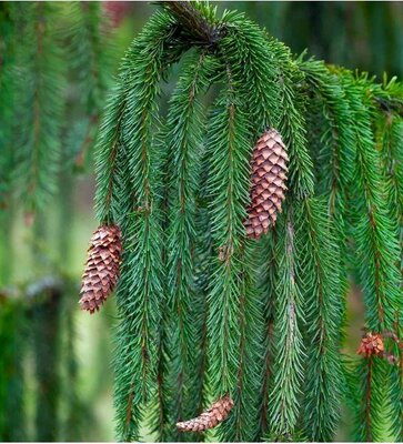 Weeping Norway Spruce 7-8' - image 1