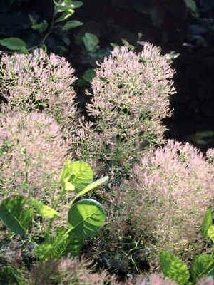 Young Lady Smoke Bush